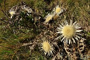 42 Fiori di carlina in look autunnale